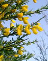 طاووسی